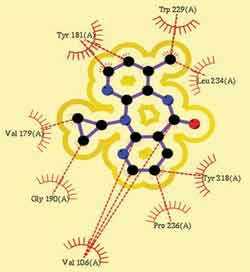 hydrophobic interactions of nevirapine