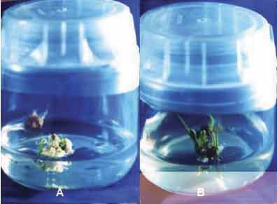 plant regeneration of rice